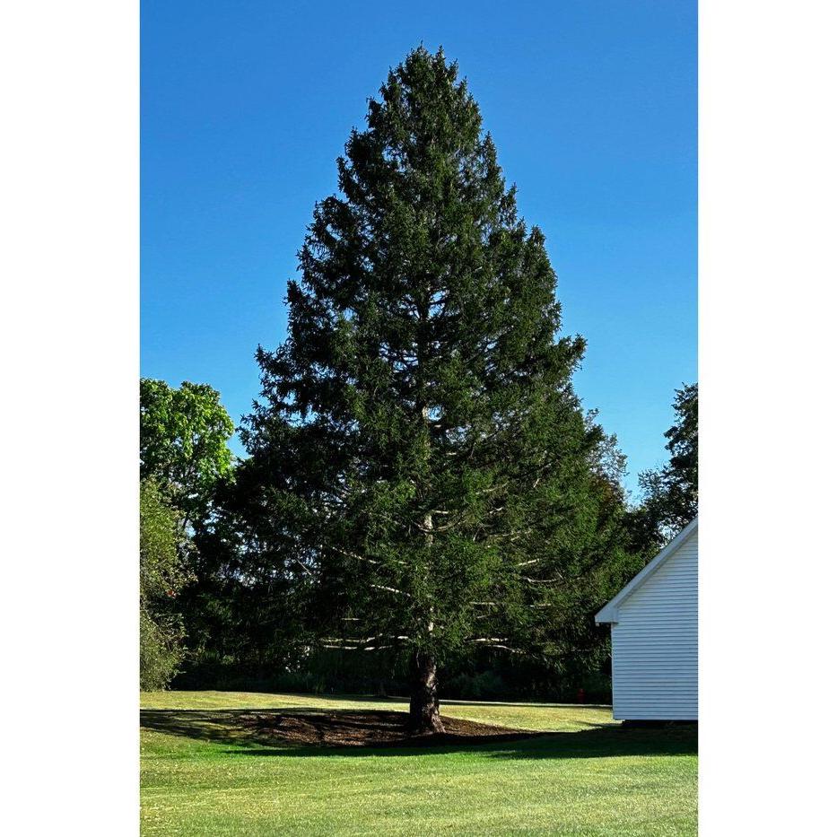 A majestic Norway spruce from upstate New York chosen as Rockefeller Center Christmas Tree